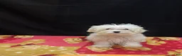 Maltipoo dogs for sale: Saint - Ad 1
