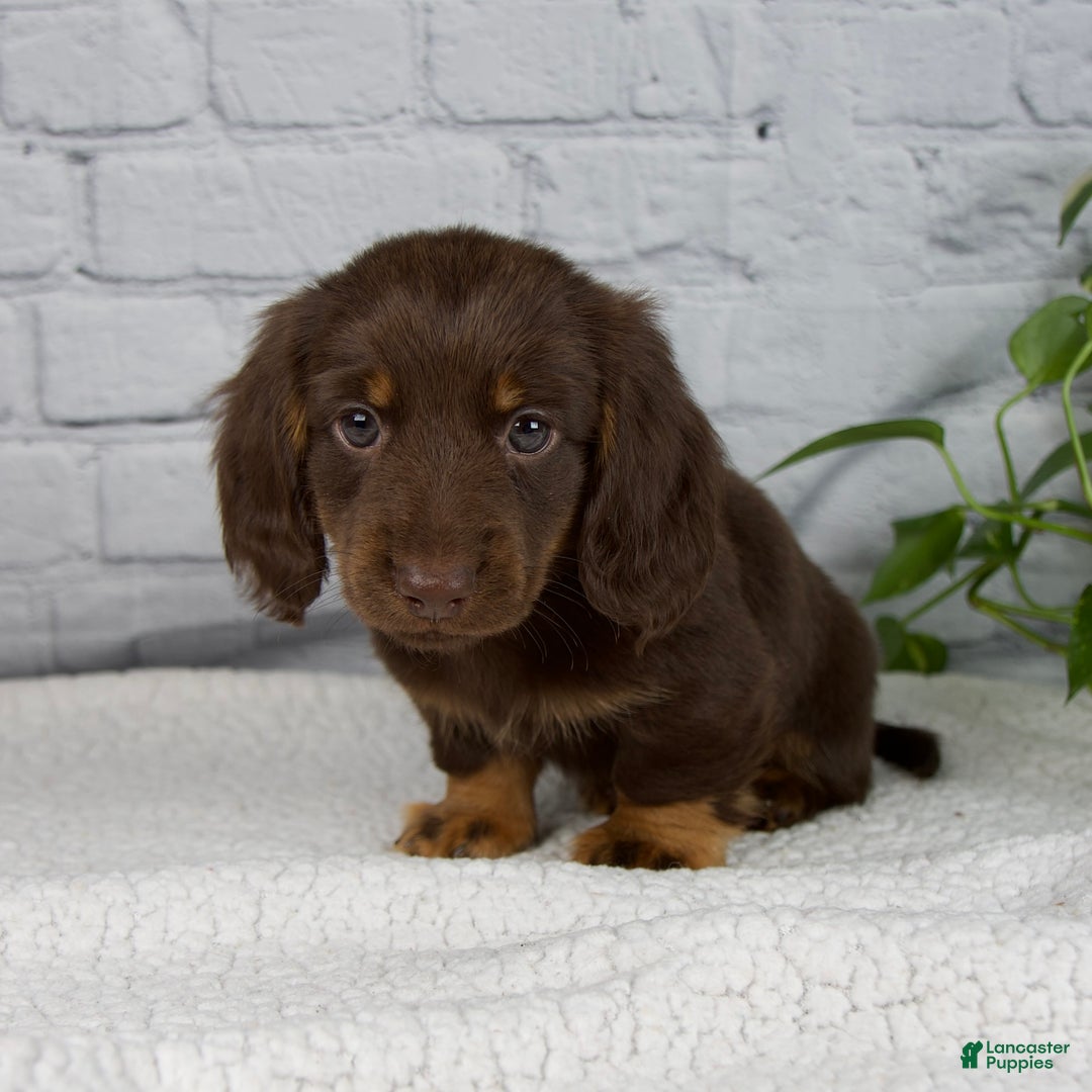 Miniature Dachshund dogs for sale: Drew - Ad 6