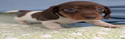 Miniature Dachshund dogs for sale: London Boy - Ad 7