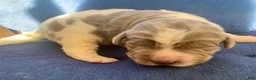 Newfoundland dogs for sale: Newfoundland Puppy 4 - Ad 5