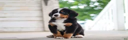 Bernese Mountain Dog dogs for sale: Caleb - Ad 13