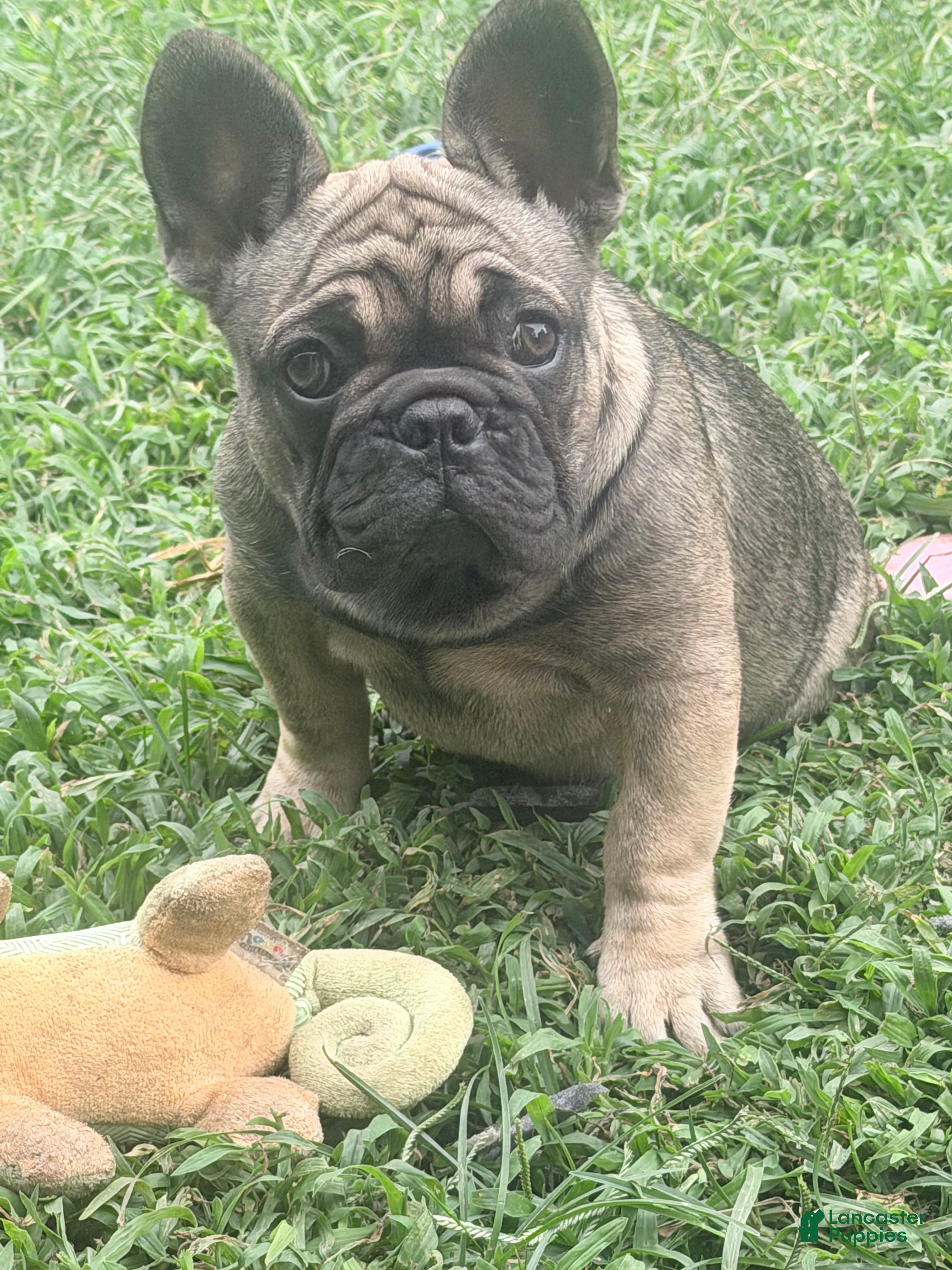 French Bulldog dogs for sale: French Bulldog 1 - Ad 1