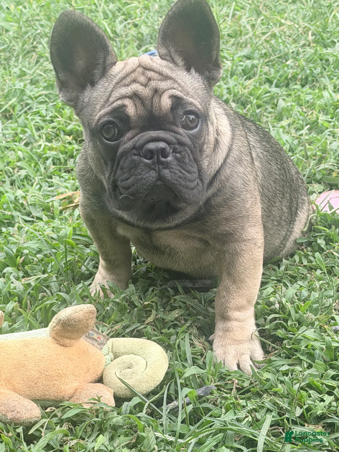 French Bulldog dogs for sale: French Bulldog 1 - Ad 1