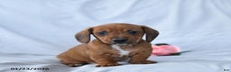 Miniature Dachshund dogs for sale: Macy - Ad 3