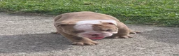 English Bulldog dogs for sale: Bella - Ad 4
