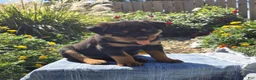 Rottweiler dogs for sale: Nova  - Ad 2