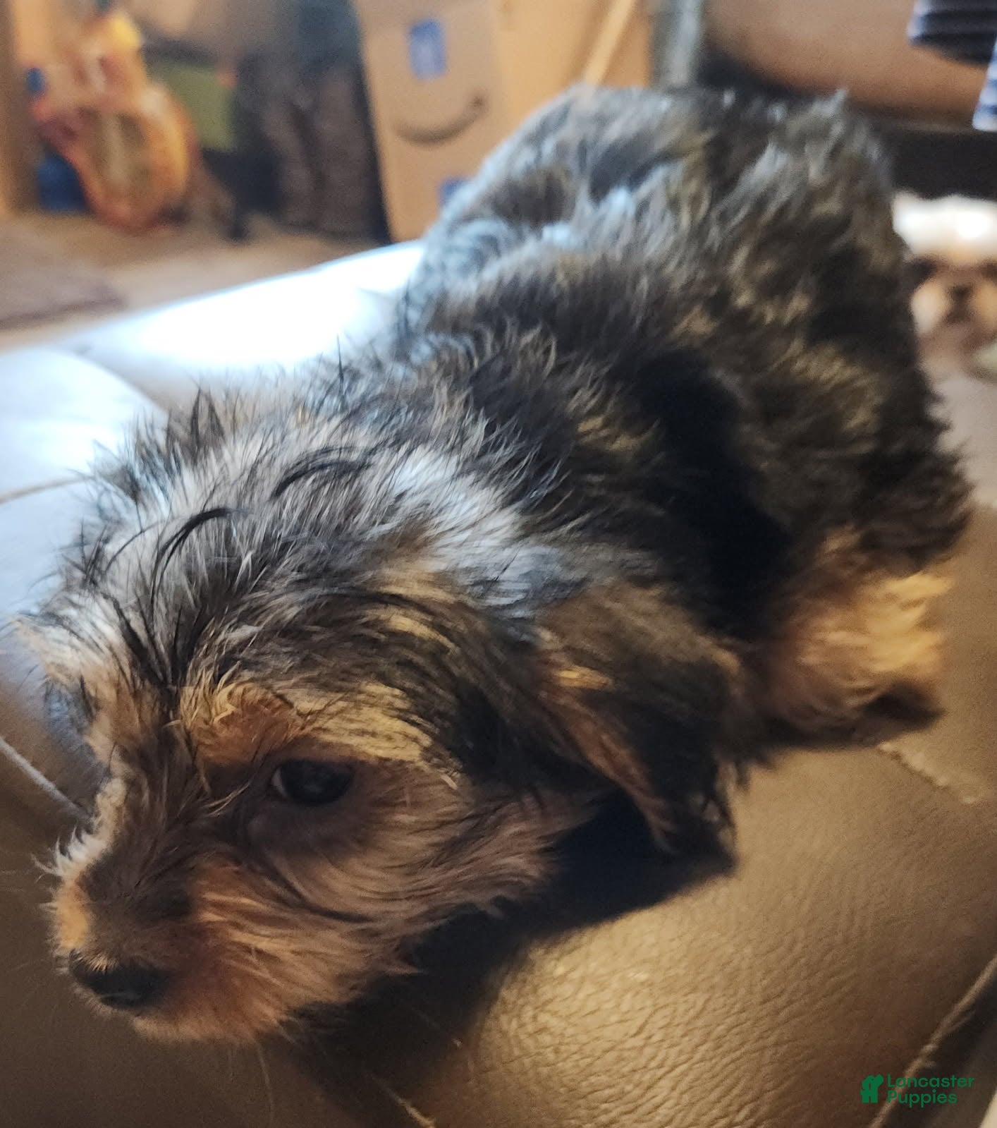 Yorkshire Terrier dogs for sale: Zack - Ad 2