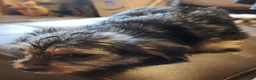 Yorkshire Terrier dogs for sale: Zack - Ad 3