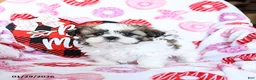 Shih Tzu dogs for sale: Granger - Ad 2