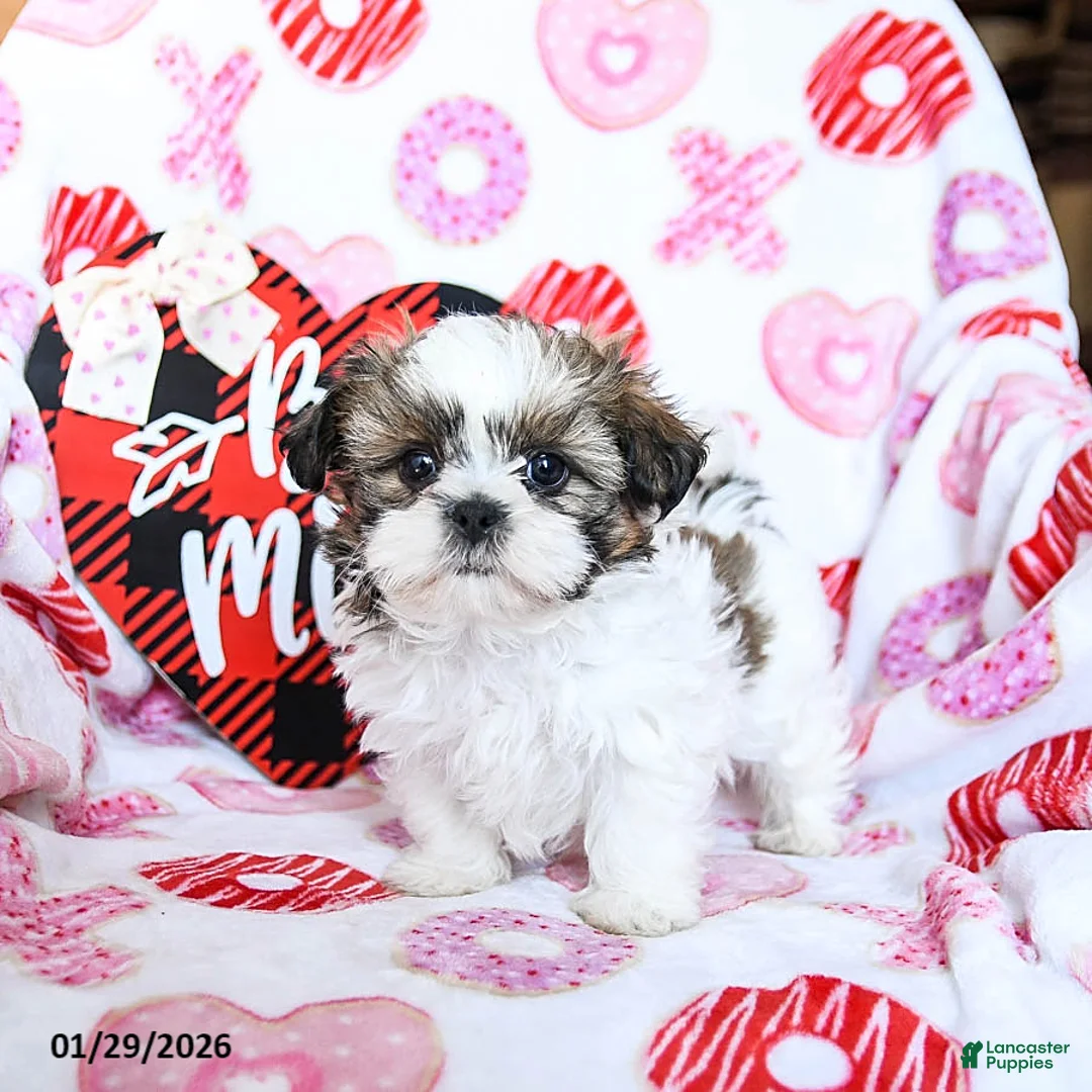Shih Tzu dogs for sale: Granger - Ad 2