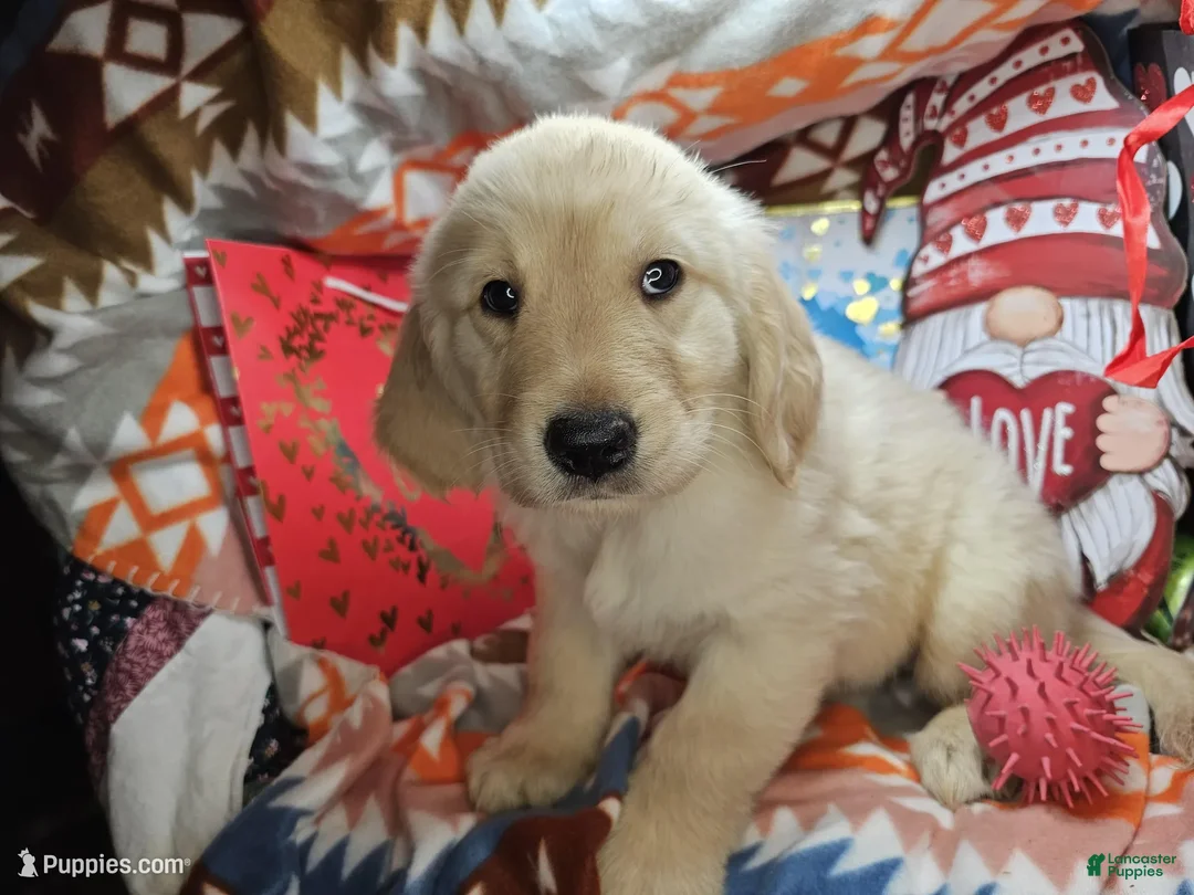 Golden Retriever dogs for sale: Goddzzilla - Ad 3