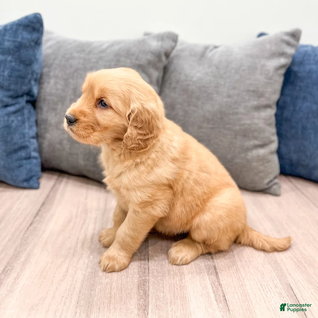Golden Retriever dogs for sale: Lexi - Ad 6