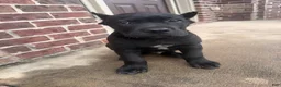 Cane Corso dogs for sale: Cane Corso 1 - Ad 4