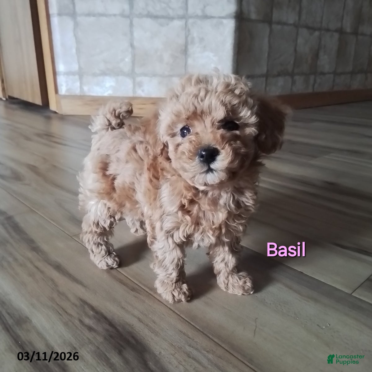 Toy Poodle dogs Basil - House Raised - Ad 1