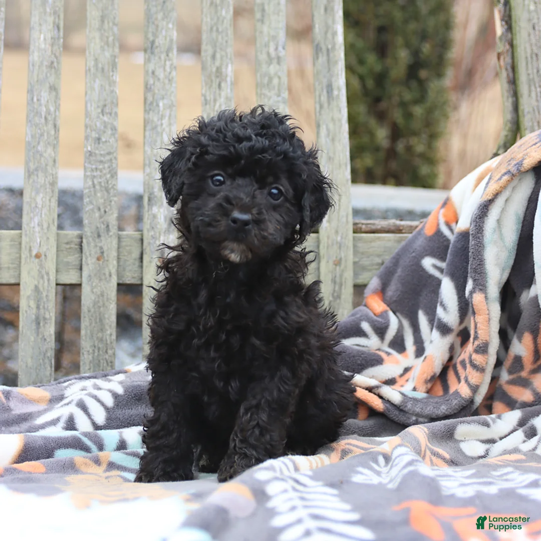 Miniature Poodle dogs for sale: Chloe - Ad 1