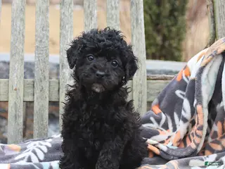 Miniature Poodle dogs for sale: Chloe - Ad 4