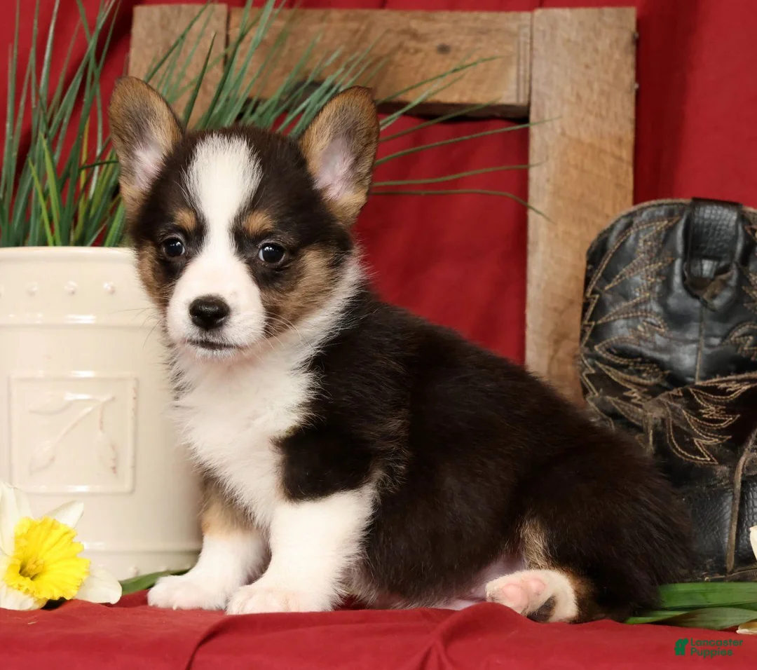 Welsh Corgi Pembroke dogs for sale: Dickson Genetic Clear - Ad 1