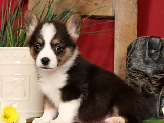 Welsh Corgi Pembroke dogs for sale: Dickson Genetic Clear - Ad 2