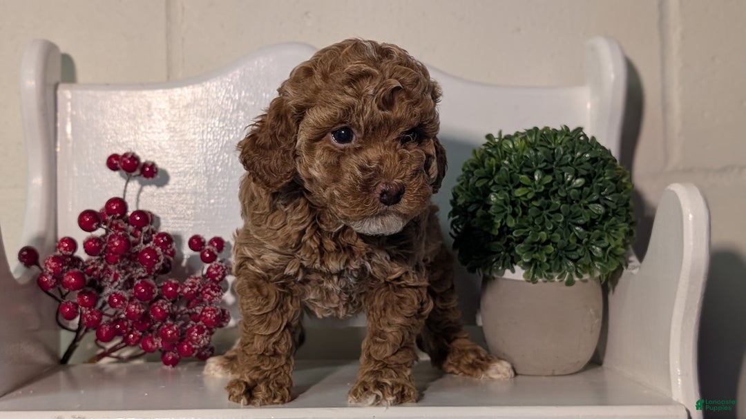 Miniature Poodle dogs for sale: Harper - Ad 7