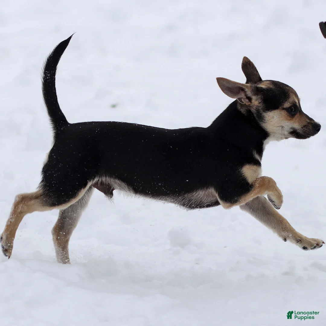 Chihuahua dogs for sale: Phoenix - Ad 5