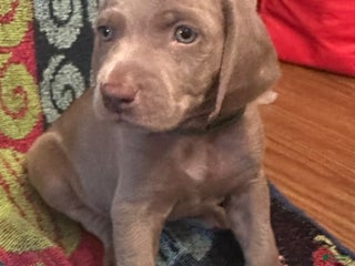 Weimaraner dogs - Ad 8