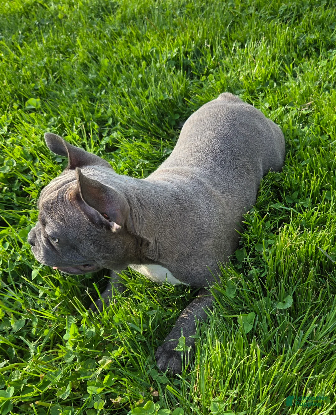 Frenchton dogs for sale: Winston  - Ad 2