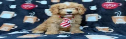 Cavapoo dogs for sale: Milo  - Ad 8