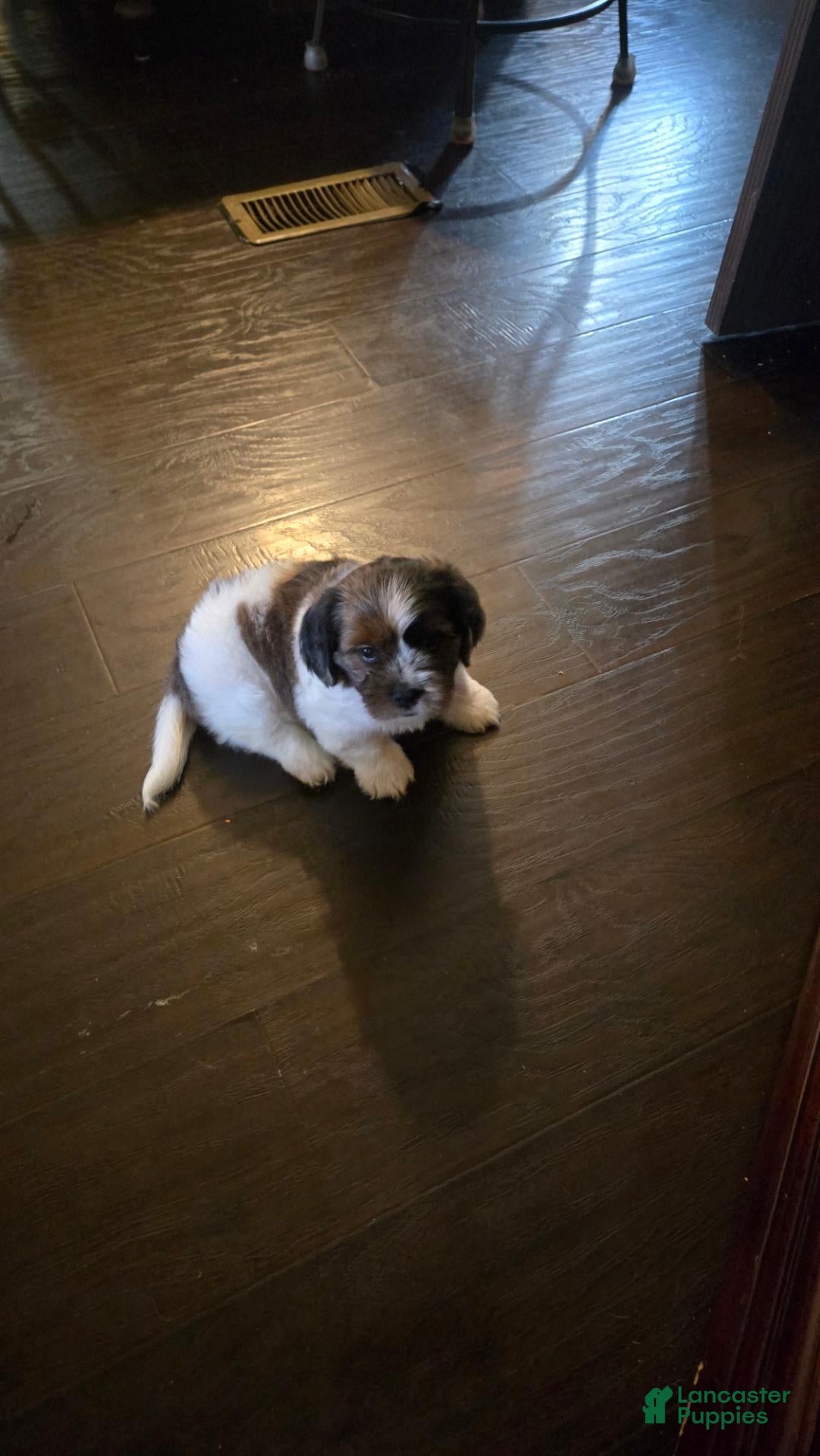 Mixed Breed dogs Mixed Breed 1 - Ad 34