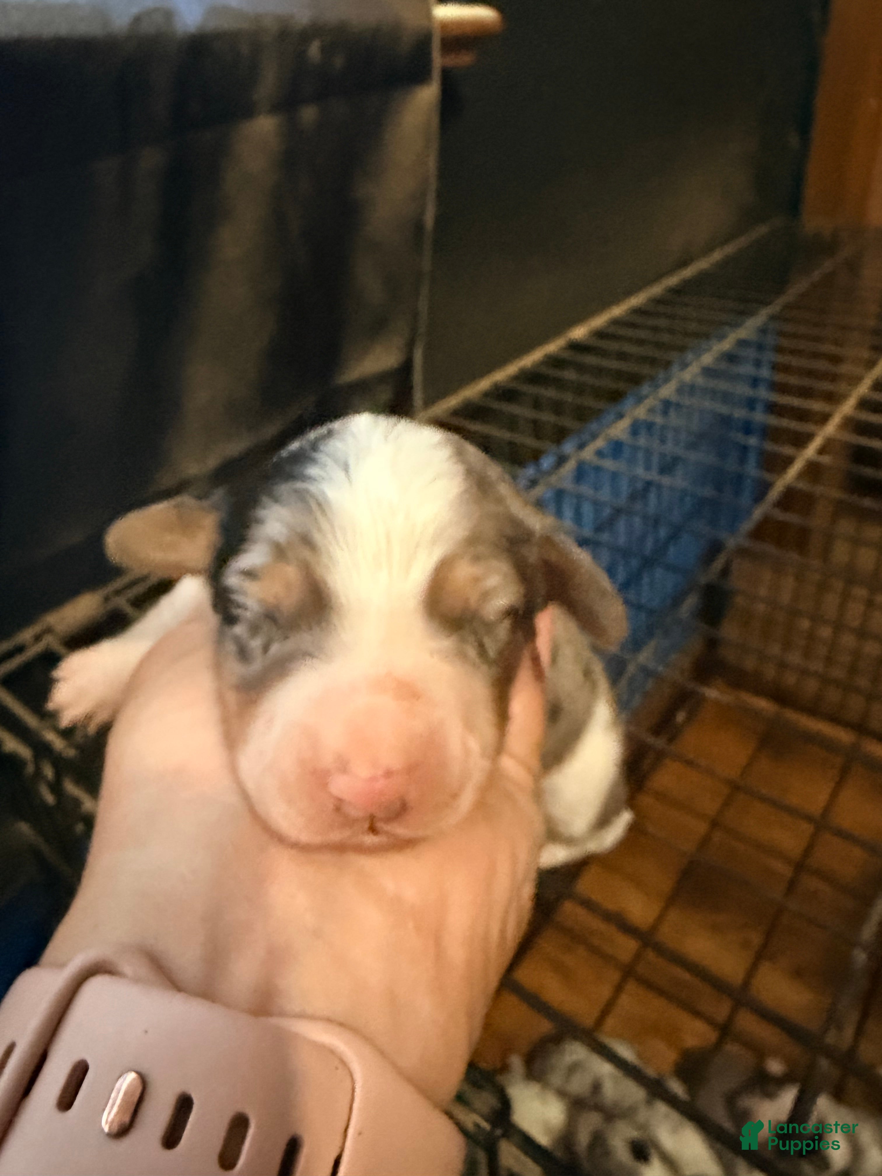 Mixed Breed dogs Mixed Breed 7 - Ad 26