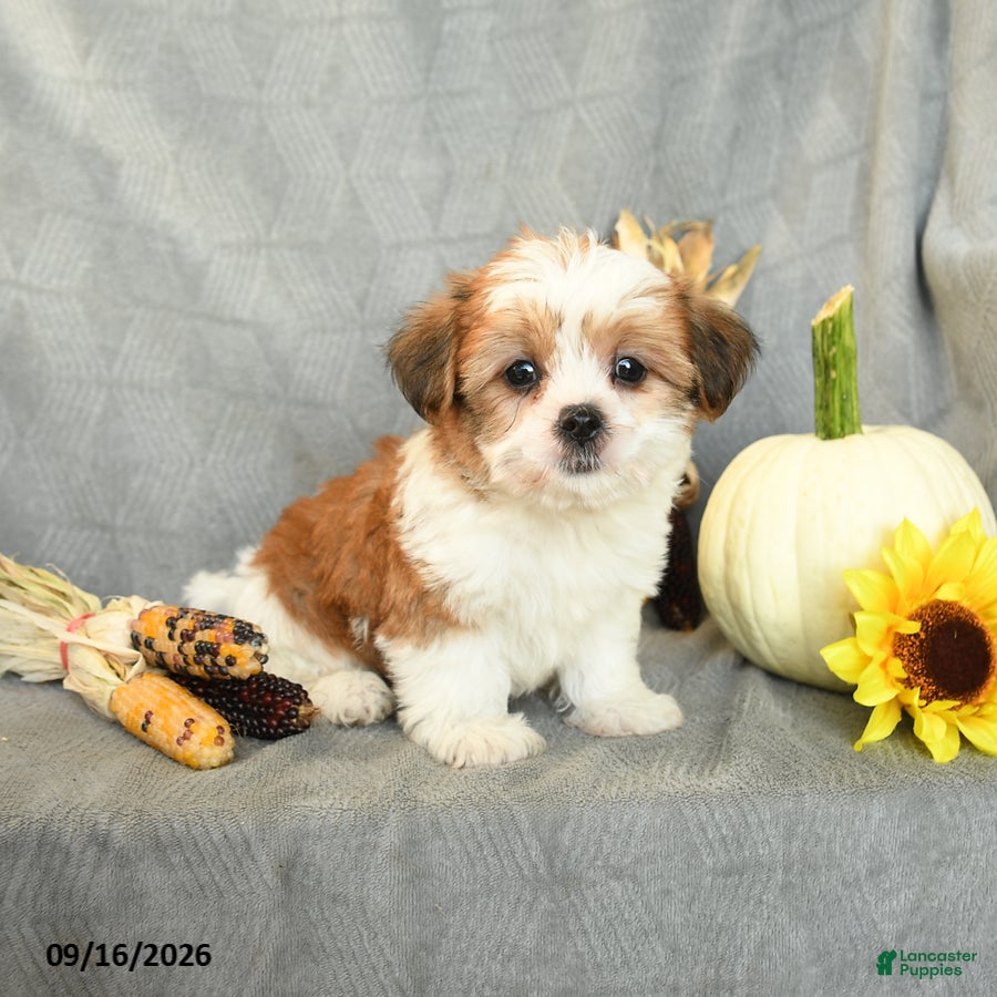Shorkie dogs Snickers - Ad 2