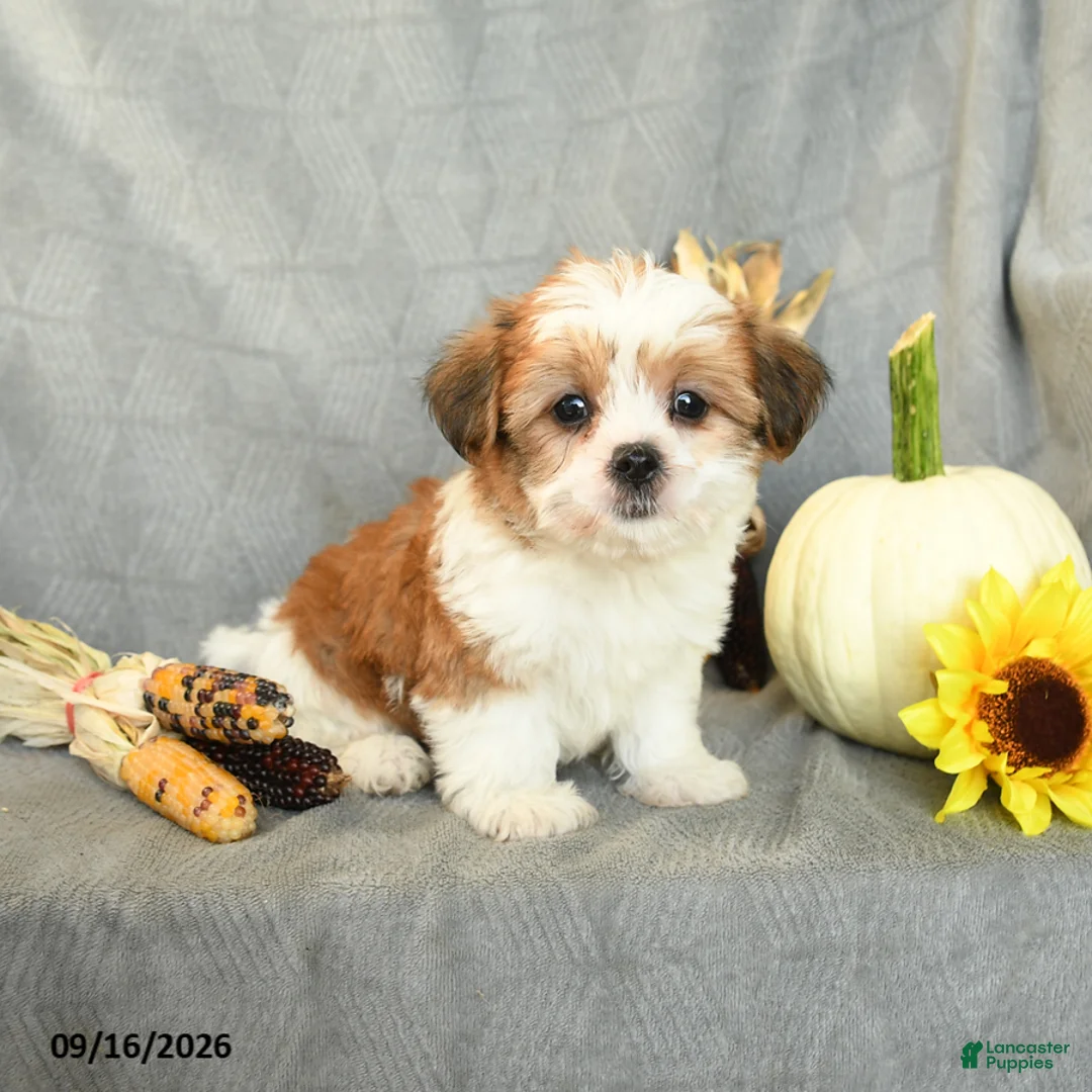 Shorkie dogs for sale: Snickers - Ad 2