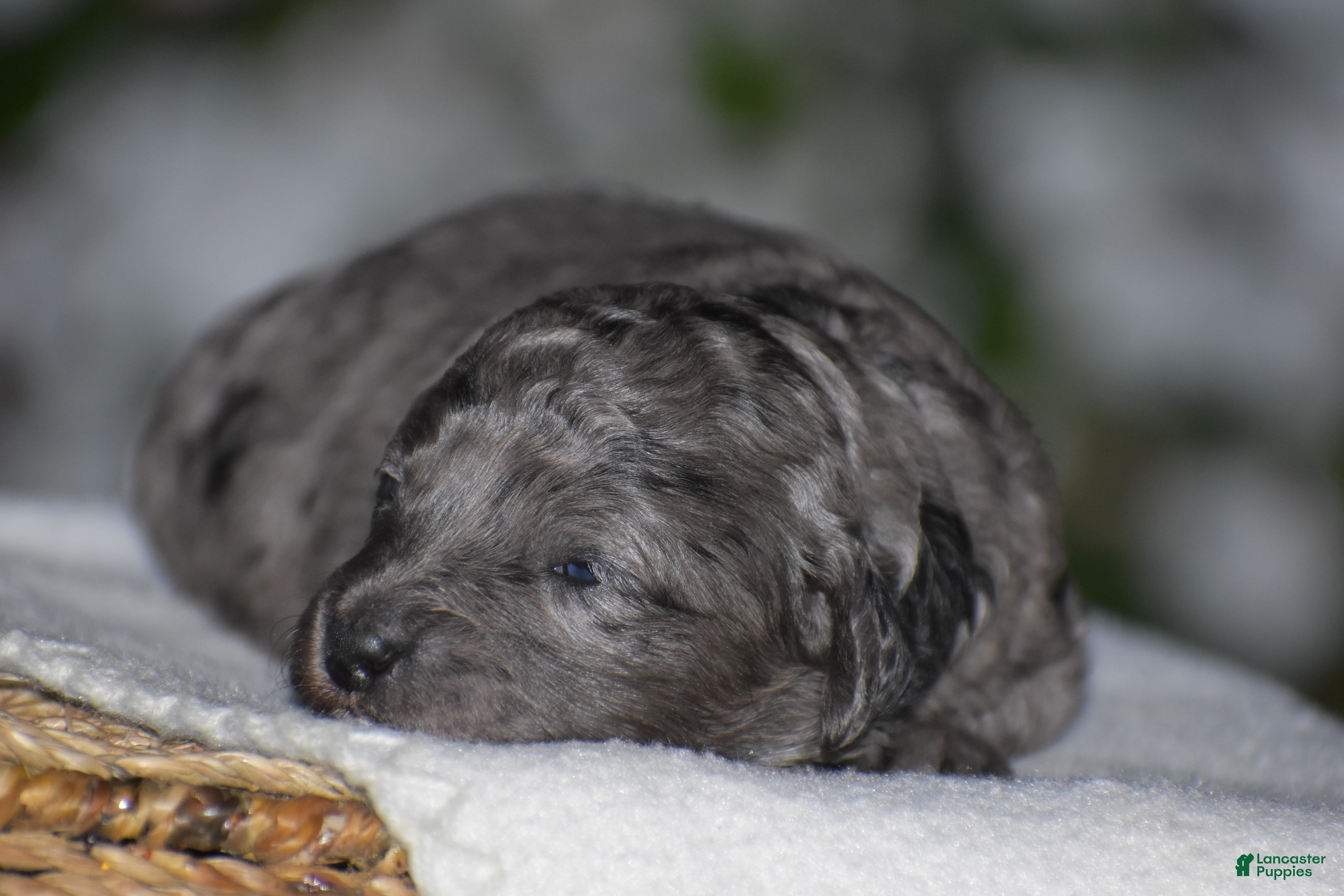 Mini Goldendoodle dogs for sale: Honey - Ad 1