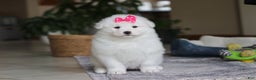 Samoyed dogs for sale: Poppy - Ad 3