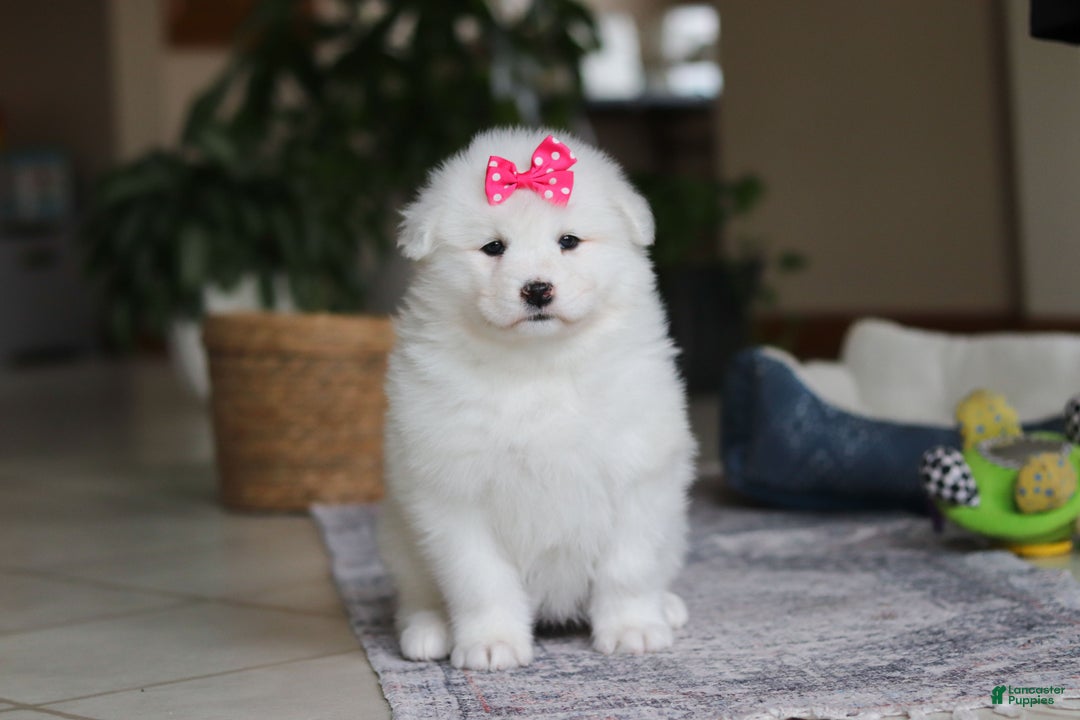 Samoyed dogs for sale: Poppy - Ad 3