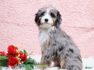 Mini Bernedoodle dogs Bandit - Ad 33