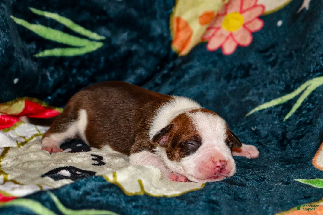 American Bully dogs for sale: Ahoska - Ad 2