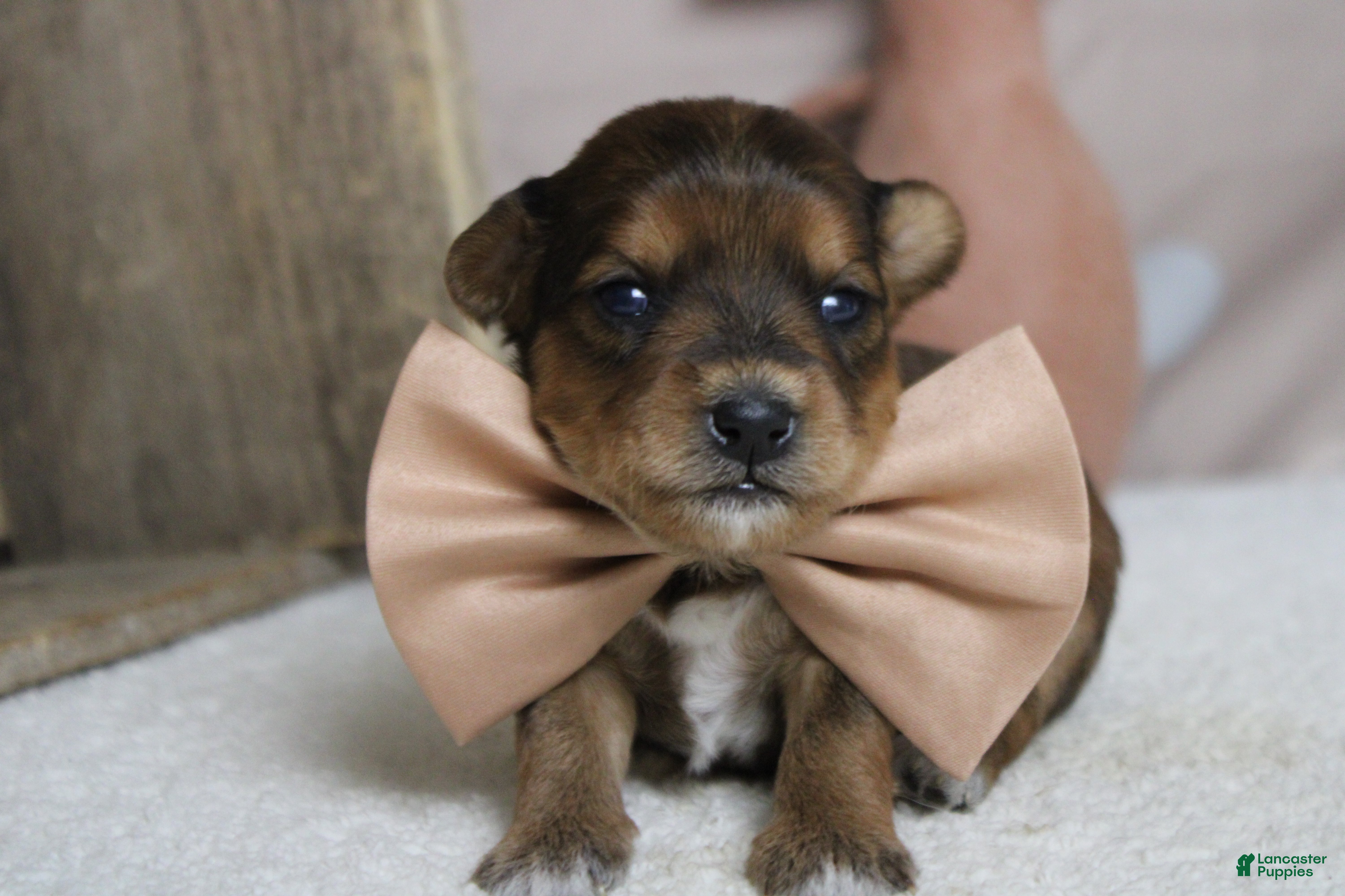 Yorkiepoo dogs Boris  - Ad 4