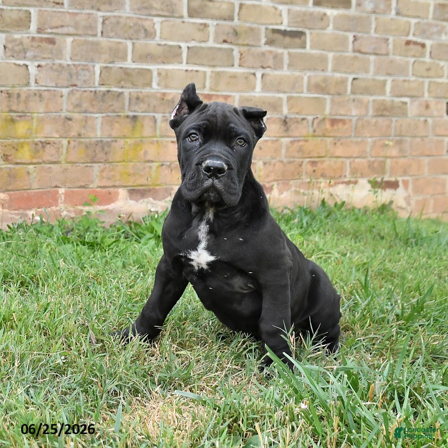 Cane Corso dogs Dune - Ad 1