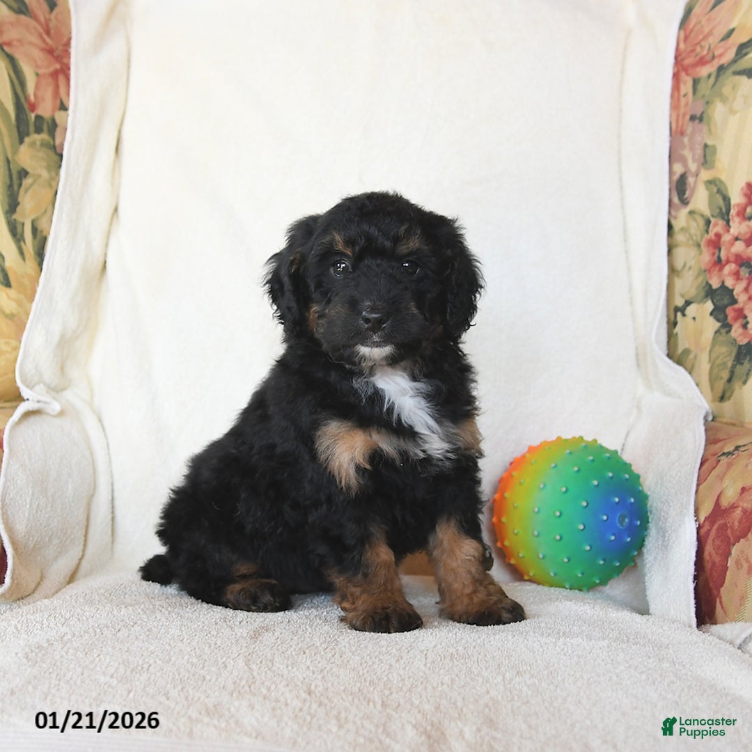 Mini Bernedoodle dogs for sale: Robin - Ad 3