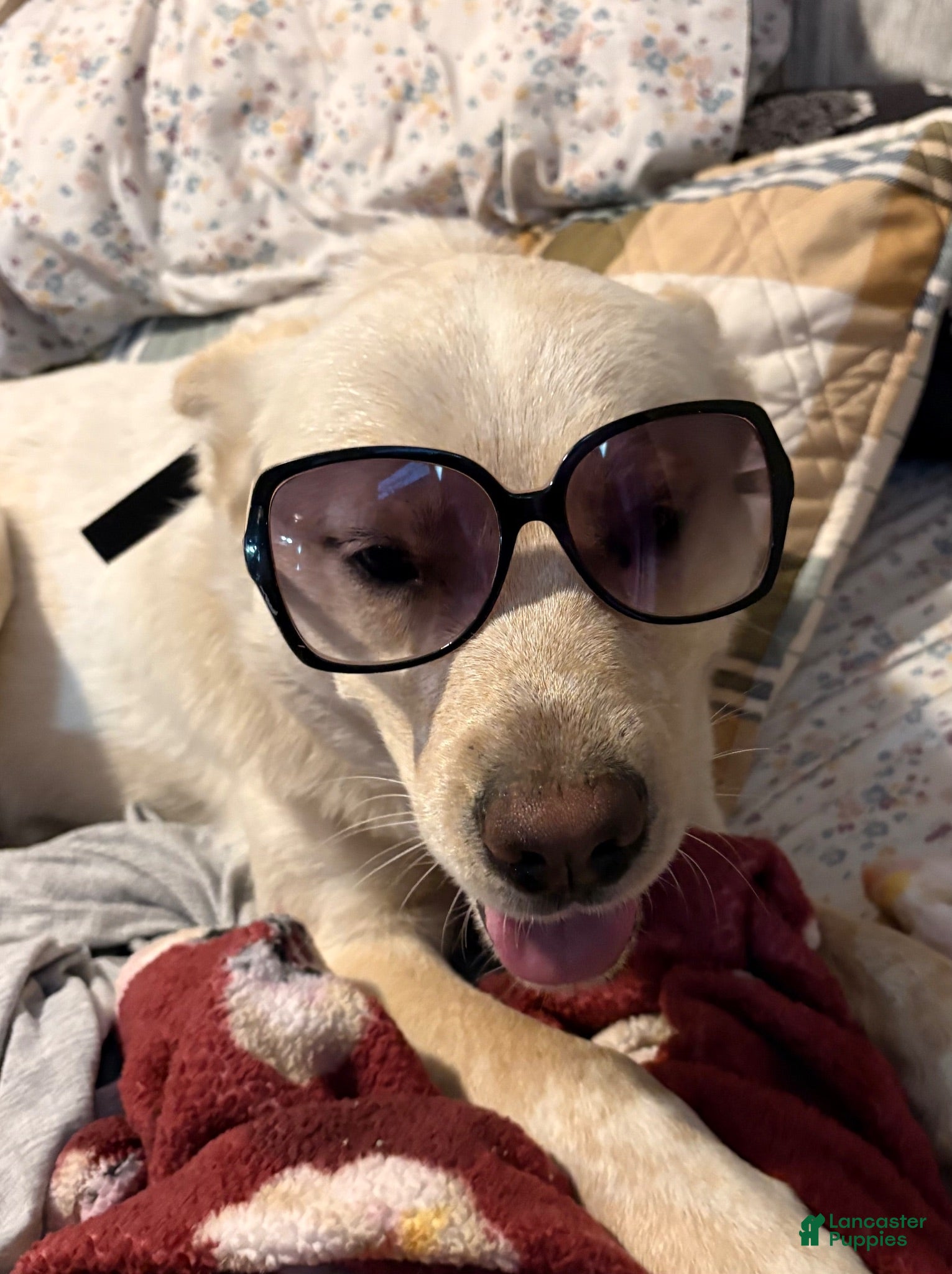 Mixed Breed dogs nova - Ad 9