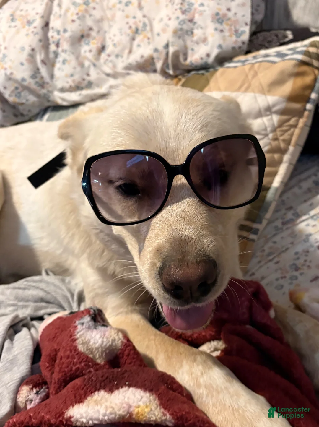 Mixed Breed dogs for sale: nova - Ad 1