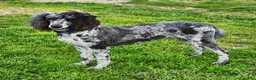 Goldendoodle dogs for sale: Phil - Ad 6