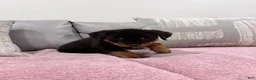 Rottweiler dogs for sale: Rottweiler Puppy 1 - Ad 12