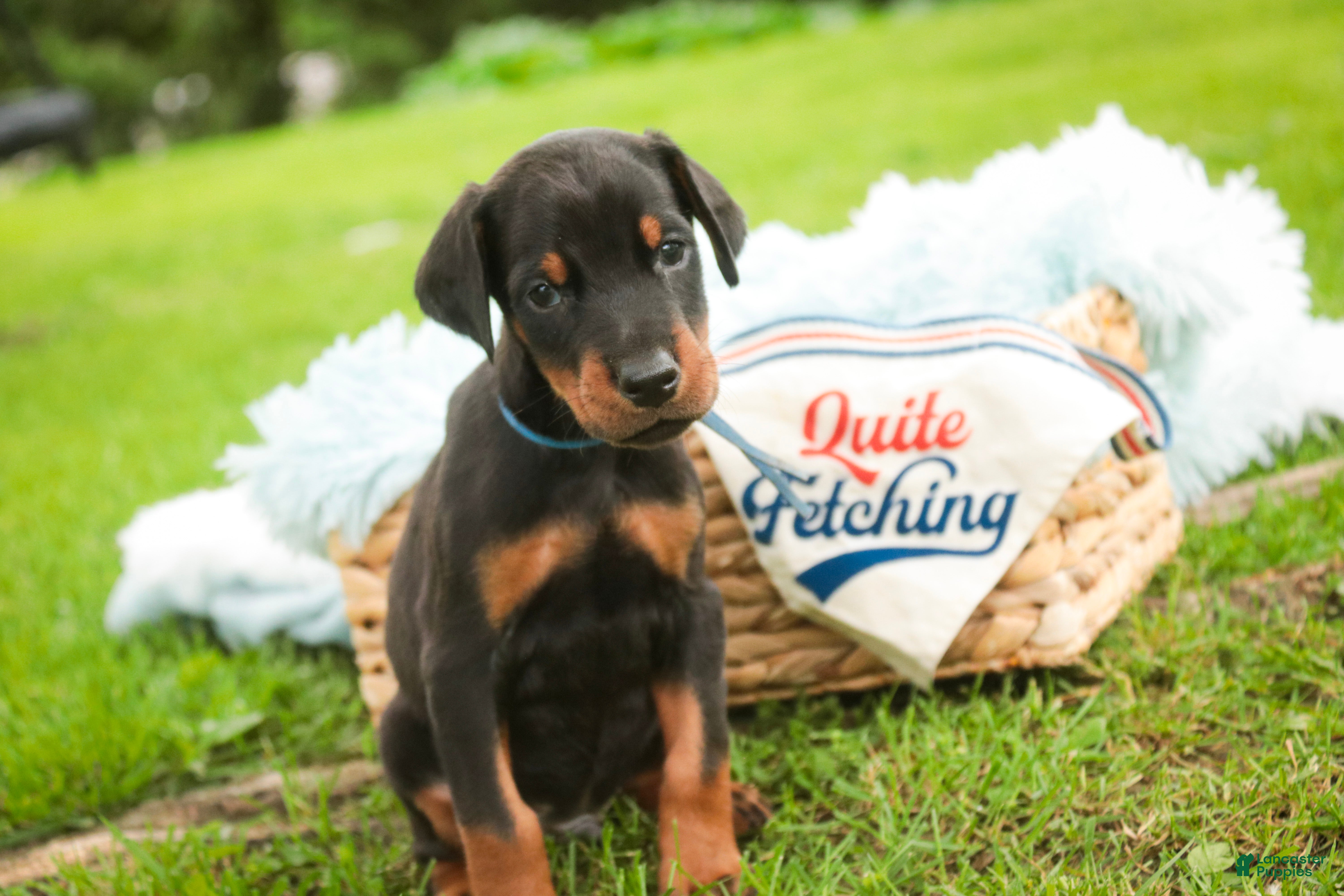 Doberman Pinscher dogs Malcolm - Ad 2