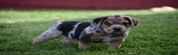Beabull dogs for sale: Denver - Ad 10