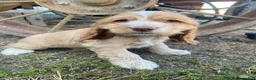 Cocker Spaniel dogs for sale: Joe - Ad 6