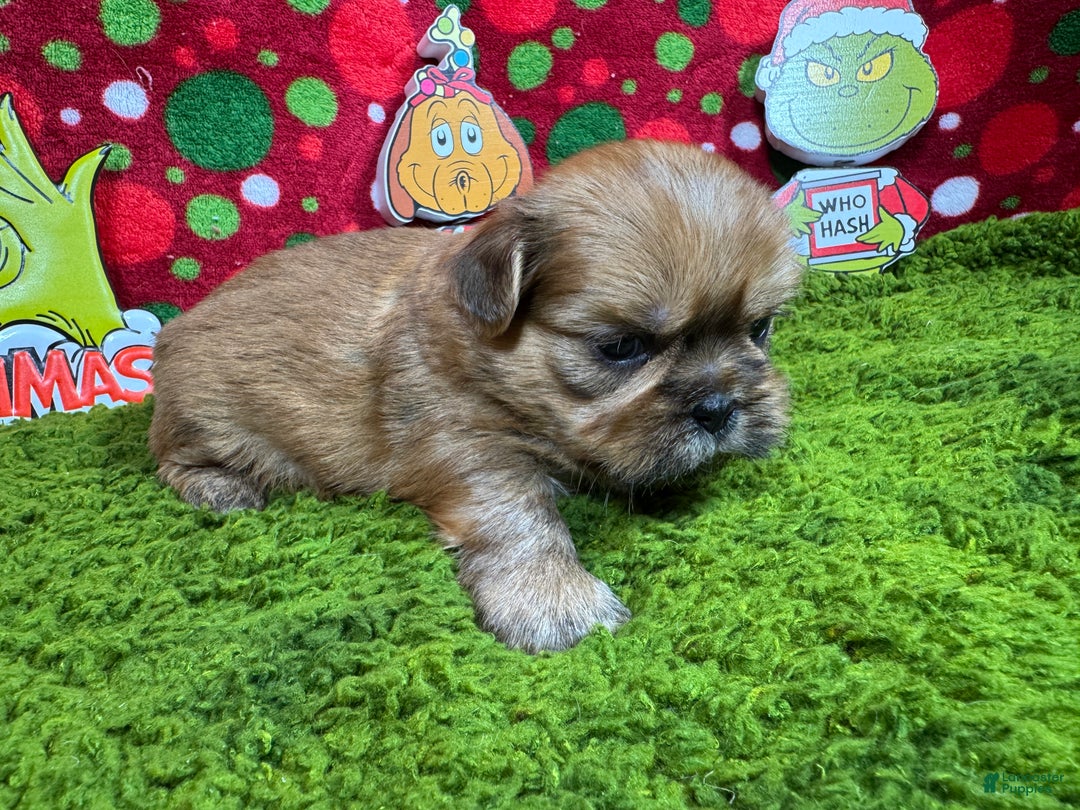 Shih Tzu dogs for sale: Shih Tzu Puppy 3 - Ad 2