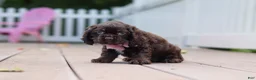 Cocker Spaniel dogs for sale: Bella - Ad 4