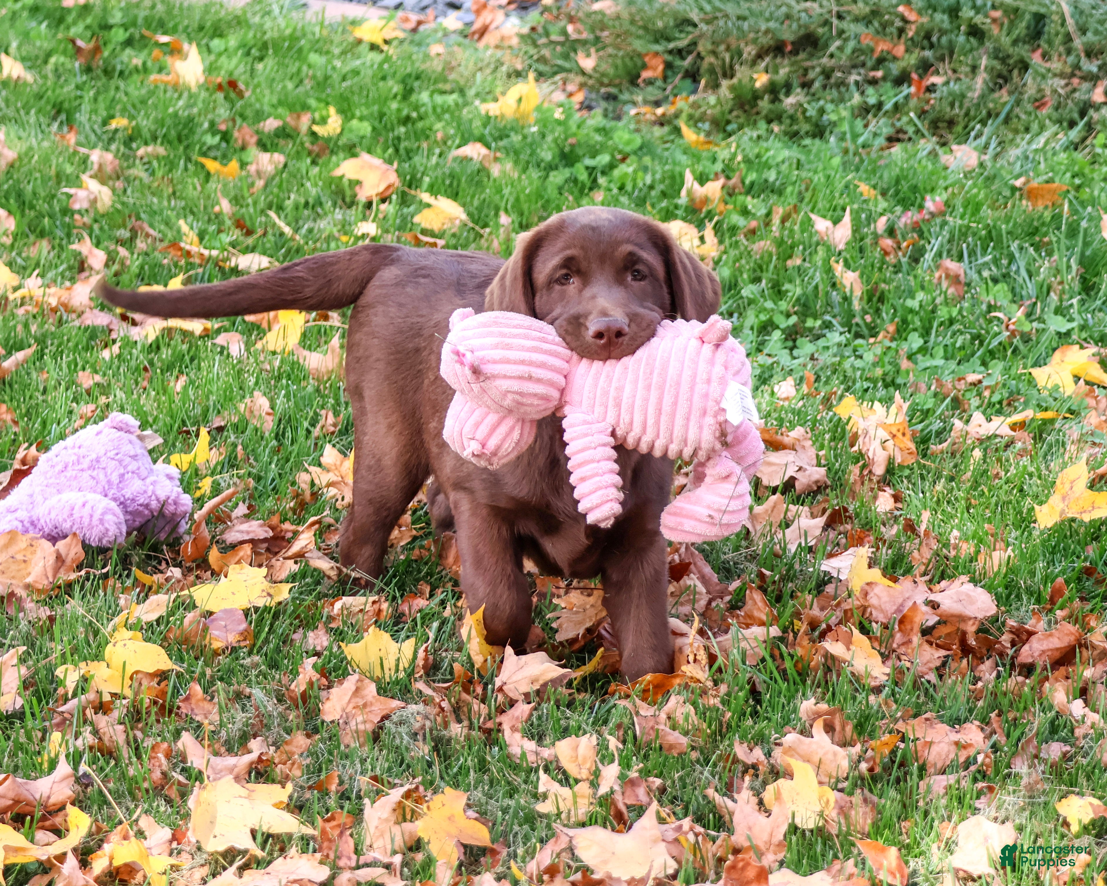 Labrador Retriever dogs for sale: Nutella - Ad 1