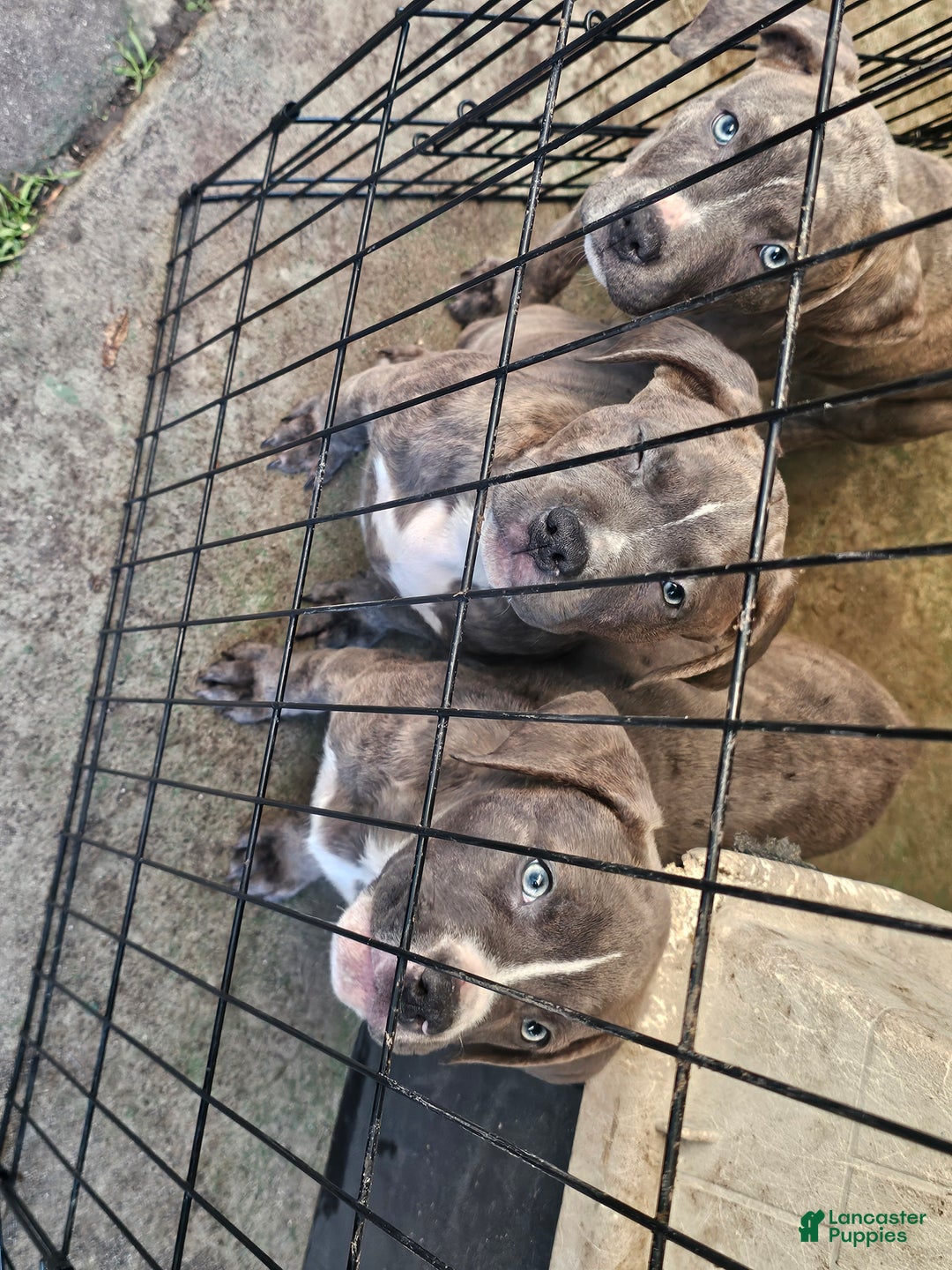 American Pit Bull Terrier dogs for sale: American Pit Bull Terrier Puppy 7 - Ad 5